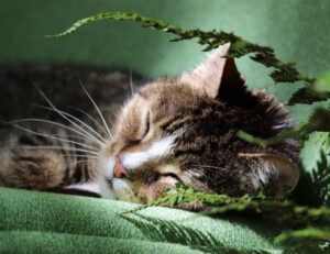 5 consigli utilissimi per evitare che il gatto si metta a soffrire troppo il caldo