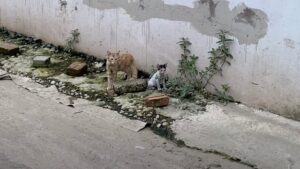 Abbandonati per strada, i gattini sporchi e puzzolenti piangevano certi che nessuno li volesse – Video