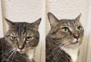 Aveva avuto una famiglia per anni: il gatto si confonde e ha paura quando viene scaricato in gattile