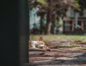Caldo sempre più insopportabile: ma i gatti fino a che temperature possono sopportare?