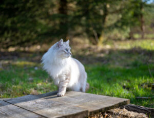 Ci sono dei comportamenti (molto) strani del gatto a cui dovresti proprio fare attenzione