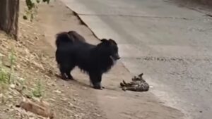 Disperato, il gatto randagio viene aggredito mentre era immobile per terra: non sapeva cosa fare – Video