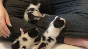 I poveri gattini rifiutati da mamma gatta trovano finalmente l’amore che era stato loro a lungo negato – Video
