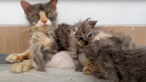 I poveri gattini trascurati e con segni evidenti di malattie non si perdono d’animo: hanno bisogno d’amore – Video