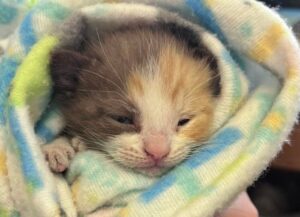 Il gattino rimasto senza zampetta dopo un incidente sembrava spacciato, invece è successo l’inaspettato