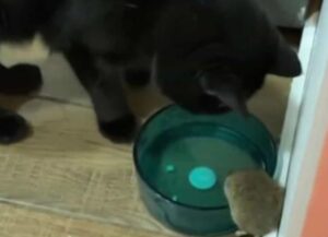 Il gatto avrebbe dovuto dare la caccia al topo in casa, ma le cose non sono andate come i padroni speravano