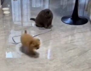 Il gatto ha imparato a portare in giro il cane al guinzaglio e la scenetta è tutta da vedere