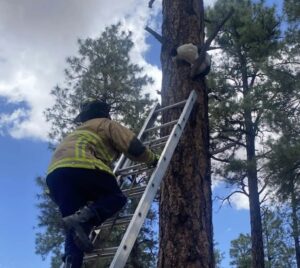 Il gatto ha provato ad arrampicarsi sull’albero, ma il suo tentativo è andato davvero storto