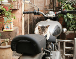 In vacanza senza il gatto? Certo che no: tantissimi italiani portano il felino con loro (ed è stupendo)
