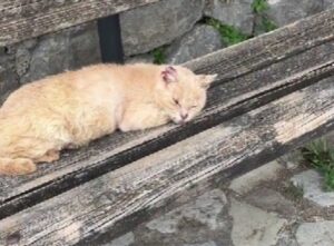 La coppia era appena arrivata in vacanza, quando si è imbattuta nel gatto: la decisione è arrivata subito