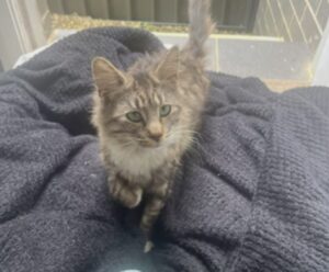La donna apre la porta per ritirare la cena che aveva ordinato, ma il gatto aveva decisamente altri piani