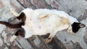La povera gatta incinta è collassata per la fame, mentre tutti intorno a lei restavano indifferenti – Video