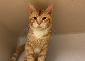 Lo abbandonano dopo 7 anni di vita insieme: il motivo per cui questo gatto è arrivato in gattile fa arrabbiare tutti