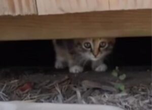 L’uomo è arrivato per caso al parco giochi, non pensava di poter trovare un gattino triste e abbandonato fra le giostre
