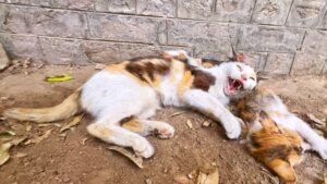 Mamma gatta non ce la faceva più: aggrediva persino i suoi stessi gattini per quanto dolore aveva provato- Video
