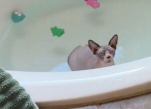 Non è possibile smettere di guardarlo, questo Sphynx fa il bagnetto con una cuffia personalizzata e conquista tutti