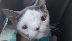 Portano a casa un gattino dal muso stranissimo, ma il suo cuore era pieno di un amore mai visto – Video