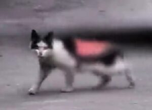 Quando hanno visto il gatto in queste condizioni, lo hanno capito: dovevano subito fare qualcosa