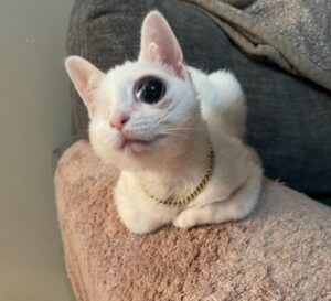 Quando lo hanno trovato era in condizioni disperate, ma il gatto bianco aveva ancora tanto amore da dare