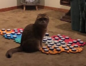 Questo gatto chiede uno spuntino di mezzanotte, ma il suo sguardo è talmente minaccioso da essere esilarante