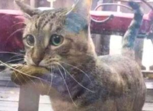 Questo gatto è il cliente fisso della pescheria e ha trovato anche un modo ingegnoso per pagare la merce