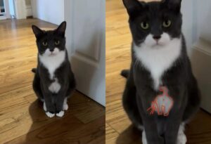Questo gatto ha un insieme di caratteristiche speciali che lo rendono davvero unico