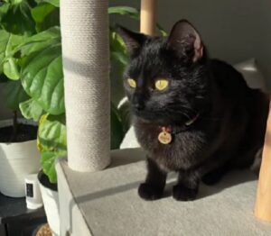 Se pensare di avere tutto ciò che vi serve, dovreste prima ammirare il lusso del bagno zen di questo gatto