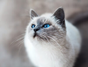 Se pensavi di clonare il tuo gatto, forse questo è il Paese giusto