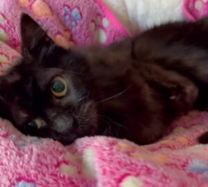“Sei amato e lo sarai sempre”: questa famiglia dà al gatto con il disturbo neurologico degenerativo tutto l’amore del mondo