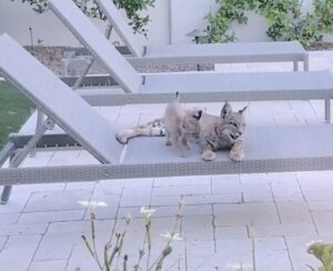 Sembrano dei gattini, ma questa famiglia di (piccoli) felini è tutto fuorché addomesticabile