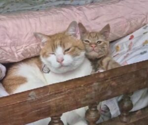 Sì, c’è una ragione deliziosa per cui il padrone di questo gatto torna a casa velocemente ogni giorno