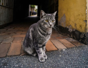 Ti sei mai chiesto come mai i gatti hanno gli occhi gialli?