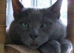 Tutti passavano di fronte alla gabbia senza degnarlo d’attenzione, poi un uomo si è finalmente accorto di questo gatto