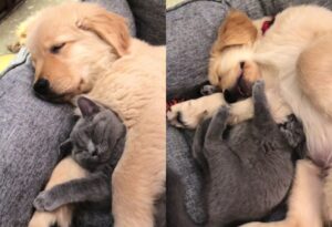 Un uomo fa commuovere tutti rivelando i motivi per cui crescere insieme un gattino e un cagnolino è stata la scelta migliore di sempre