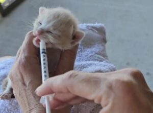 Una donna attraversa il parcheggio, ma si ferma di colpo quando sente il gattino piangere