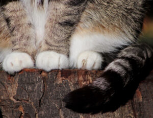 Una donna condivide delle storie super affascinanti sui gattini con le zampe bianche