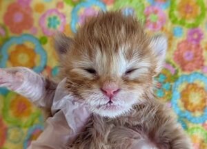 Uno strano legame tra una donna e un gatto arancione: così l’amore torna a farsi sentire nel tempo