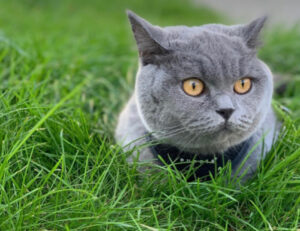 Vacanze nel verde? Queste 5 foto dimostrano che sono perfette anche per il tuo gatto
