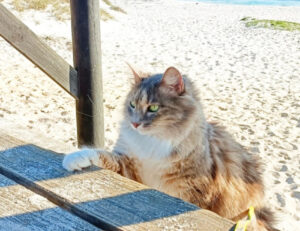 Vi state chiedendo perché portare i vostri gatti in vacanza con voi? Queste 5 foto sono la risposta