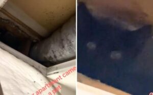 Si trasferisce in un appartamento nuovo di zecca: non sapeva che era già abitato da un gatto (VIDEO)
