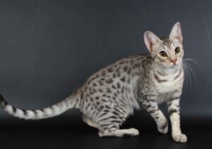 Australian Mist, cuccioli: come prendersene cura e crescerli
