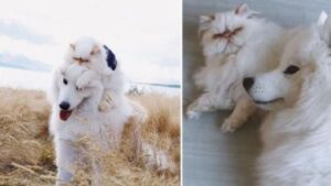 Il gatto scontroso si innamora del suo fratello canino e tra loro si crea una storia senza precedenti