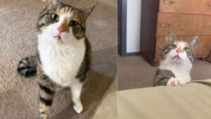 Ogni giorno il gatto disabile chiede alla sua famiglia di fare una specifica cosa