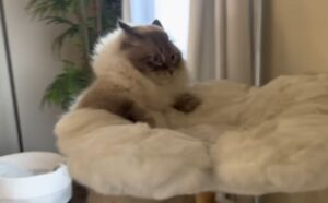 La mamma umana decide di elencare i modi esilaranti in cui un Gatto Siberiano aumenta caos e felicità in casa