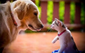 Niente da fare: dopo tre mesi di convivenza il gatto non riesce ancora ad amare il cucciolo (VIDEO)