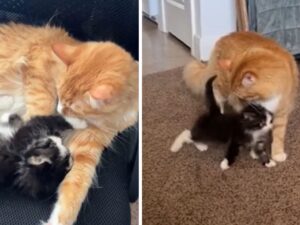La coppia riesce a prendere il gattino dalla grondaia e in quel momento capisce che deve tenerlo