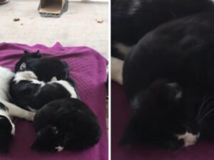 Mamma gatta non ce la fa, è il papà che interviene: fa di tutto per prendersi cura dei gattini