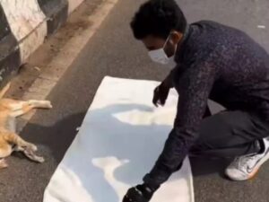 Il funerale del gatto randagio ha commosso tutti quanti: il video è diventato virale