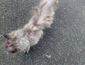 Gatta cacciata di casa perché il proprietario ha una fidanzata con un cane