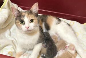 Questo gatto ha trascorso un anno intero in un gattile sognando la propria dimora: finalmente è arrivato il lieto fine